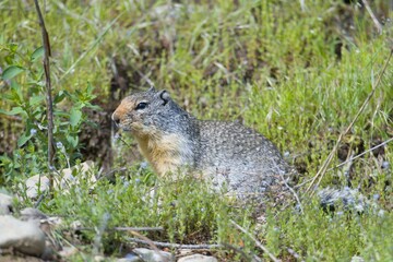 Alert ground squirrel in the grass. - obrazy, fototapety, plakaty