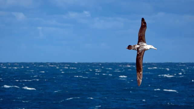 Wandering albatross (Diomedea exulans) in flight, in the Atlantic Ocean, near the Falkland Islands