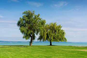 two trees standing on the shore of the lake, beautiful summer landscape