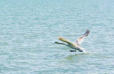 Fototapeta na wymiar Hungary, Lake Balaton, beautiful summer landscape with birds on the water