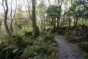 Fototapeta na wymiar pathway through mossy rocks and trees