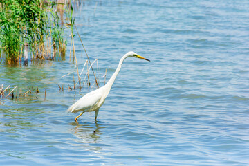 Hungary, Lake Balaton, beautiful summer landscape with birds on the water