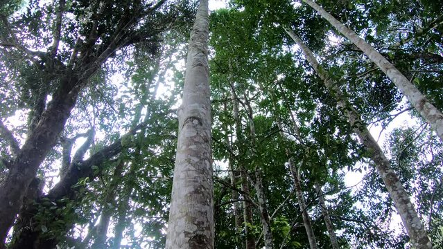 Agarwood tree in the plant