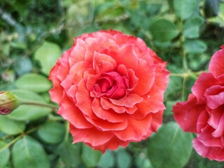 red roses blooming in spring on blurred background