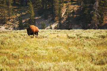 Bison in Yellowstone