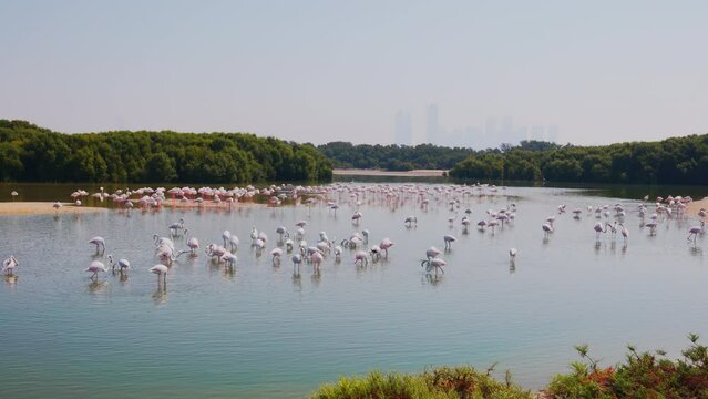 Flock of Greater Flamingos in the Lake in Ras al Khor Wildlife Sanctuary, Dubai