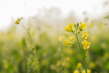 Fototapeta premium Winter morning - dew drops on mustard plants and sun rising in the background.