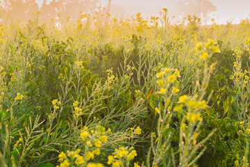 Winter morning - mustard plants field - yellow coloured agricultural field. Rural Indian scene.