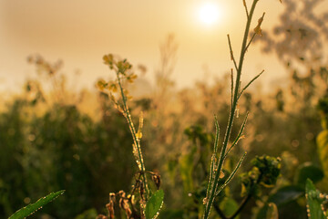 Winter morning - dew drops on mustard plants and sun rising in the background.