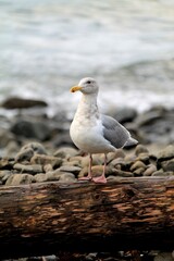 Obraz premium Beach Gull