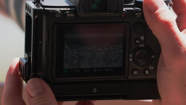 Camera Recording Greater Flamingos in Ras al Khor Wildlife Sanctuary, Dubai