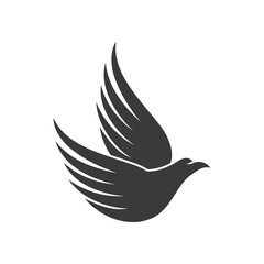 Obraz premium Falcon eagle bird