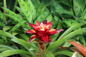 Obraz premium Cambodia. Guzmania lingulata, the droophead tufted airplant or scarlet star, is a species of flowering plant in the family Bromeliaceae, subfamily Tillandsioideae.