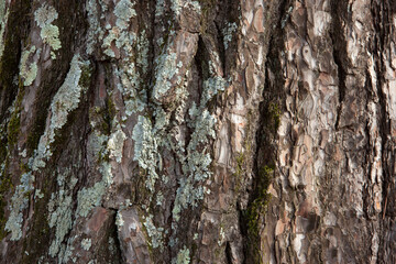 Colorful pine bark background with moss, close-up. Natural texture pine skin. Relief texture of tree trunk for publication, screensaver, wallpaper, postcard, poster, banner, cover, website