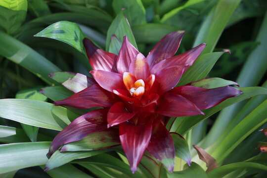 Cambodia. Guzmania lingulata, the droophead tufted airplant or scarlet star, is a species of flowering plant in the family Bromeliaceae, subfamily Tillandsioideae.