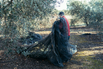 worker collecting the net in an olive harvest