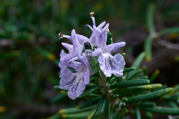 Flower of the rosemary plant that is also known as Salvia rosmarinus