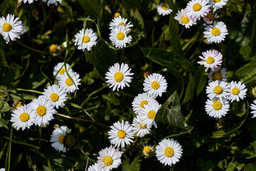Group of daisies of the Family Bellis perennis © jose