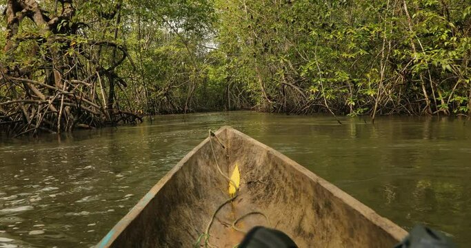 Mangrove wood exploring on wooden canoe