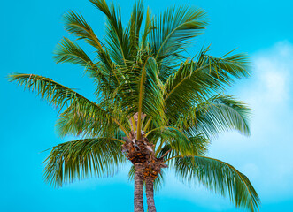 Palm trees and tropical climate