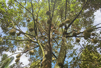 Close up of durians hanging on the tree
