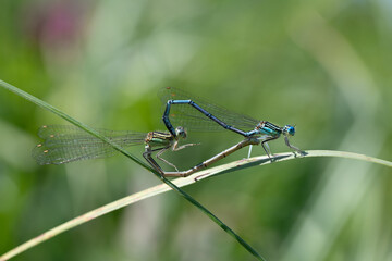 Close-up of two Feather Dragonflies (Platycnemis pennipes) mating, forming a heart with their bodies, on green grass