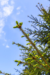 Spruce tree branch with fresh spruce tips against blue sky