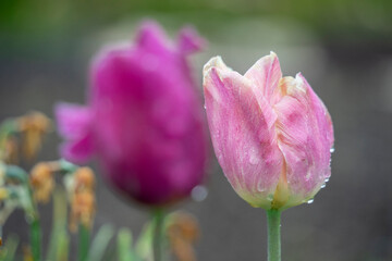 Tulpen mit Regentropfen