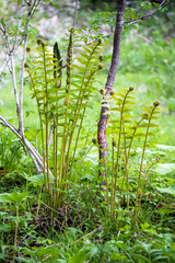 胞子葉が山鳥の尾に似ているヤマドリゼンマイ（Osmundastrum cinnamomeum var. fokeiense）／シダ植物ゼンマイ科
