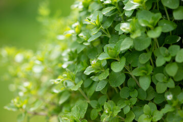 Common chickweed, Stellaria media, close-up, selective focus.