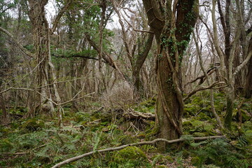 vines and old trees in deep forest