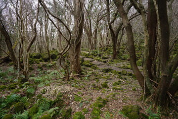 Fototapeta premium vines and old trees in deep forest