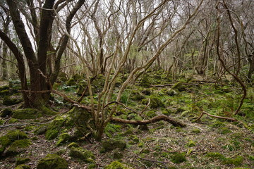 fallen trees and bare trees