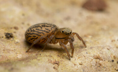 Female jumping spider, Euophrys frontalis, macro photo