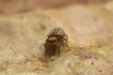 Female jumping spider, Euophrys frontalis, macro photo