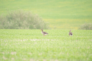 Nilgans auf einem Feld