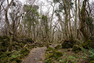 Fototapeta na wymiar mossy rocks and bare trees in wild forest