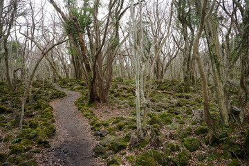 Fototapeta premium mossy rocks and bare trees in wild forest