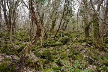 mossy rocks and bare trees in wild forest