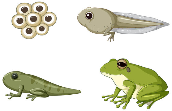 Frog life cycle diagram
