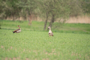 Nilgans auf einem Feld