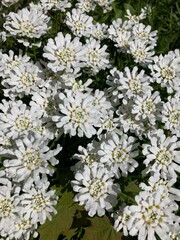 little white flowers in the garden