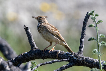 Eine Haubenlerche in der Seitenansicht auf Totholz sitzend