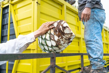 Un trabajador le está pasando una bola de agave a su compañero.	