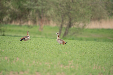 Nilgans auf einem Feld
