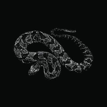 Fer-de-lance Snake hand drawing vector illustration isolated on black background