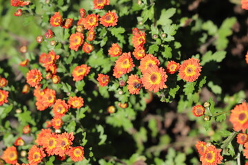 秋の日本の野原に咲く赤い小さい菊の花
