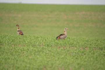Nilgans auf einem Feld