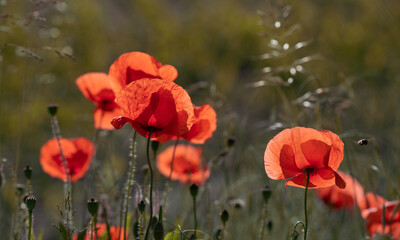 In summer, red poppies grow in a meadow in the morning. The sun shines from behind.