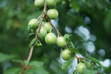 Unreife Pflaumen an einem Baum, Landwirtschaft und Anbau von Obst